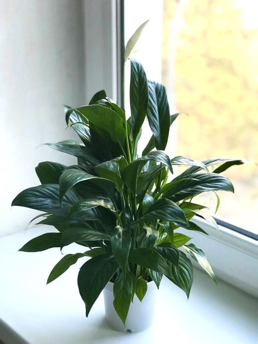 Продаются комнатные растенния