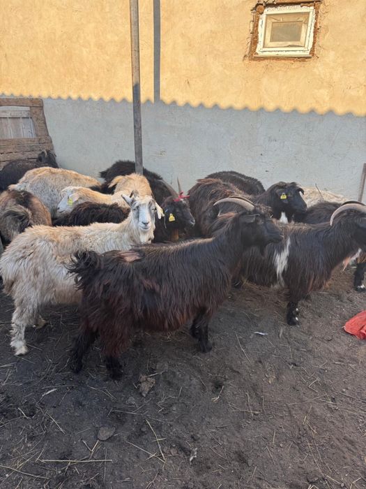 Ешкі сатылады Оралдыкы