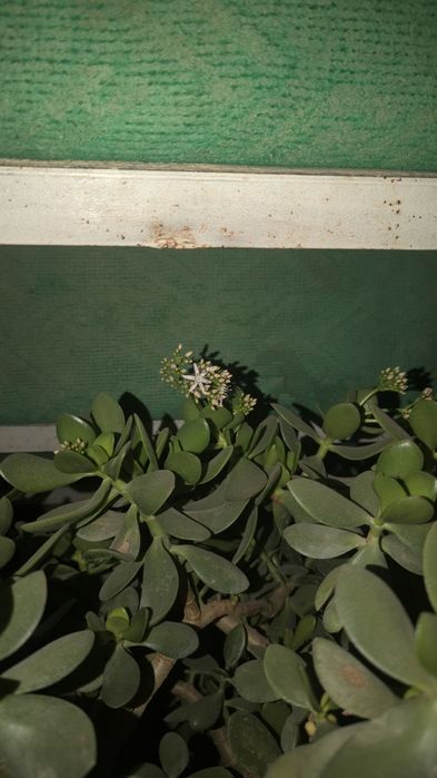 Dollar gul 20 yillik