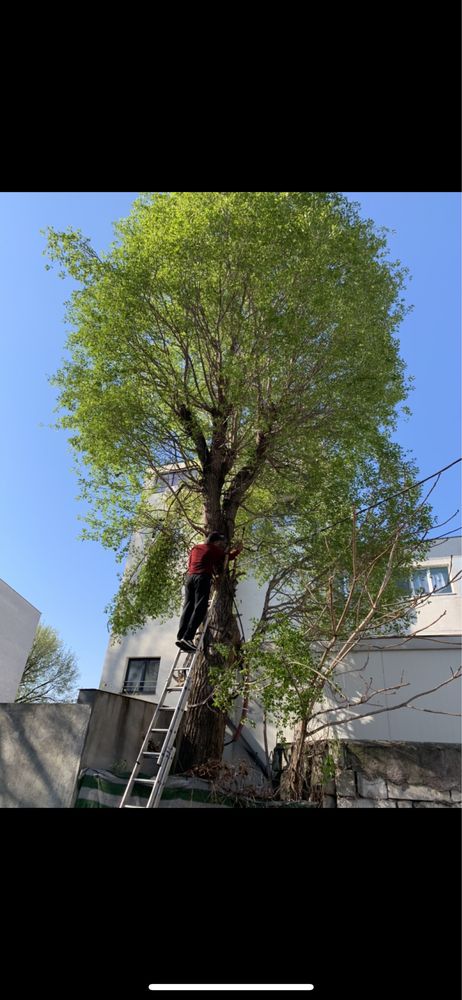 Tai copaci, arbori, toaletam, tundem gazon