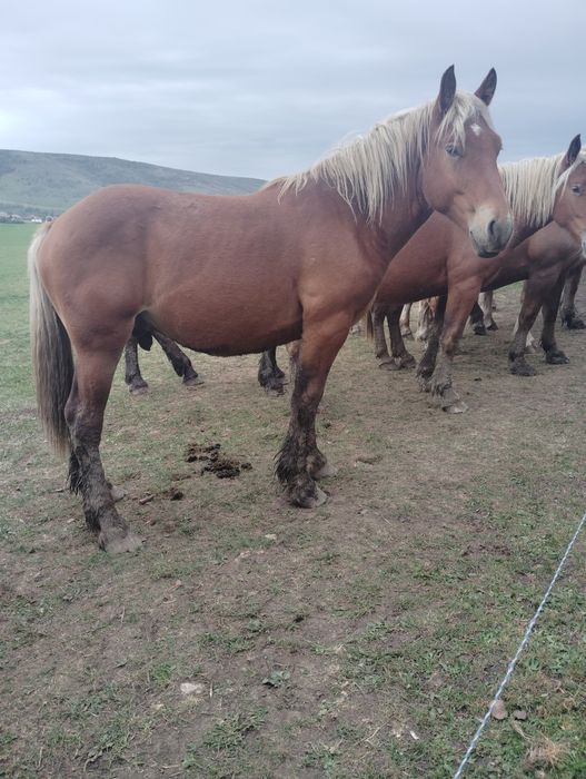 3 Mânzi contois de vânzare