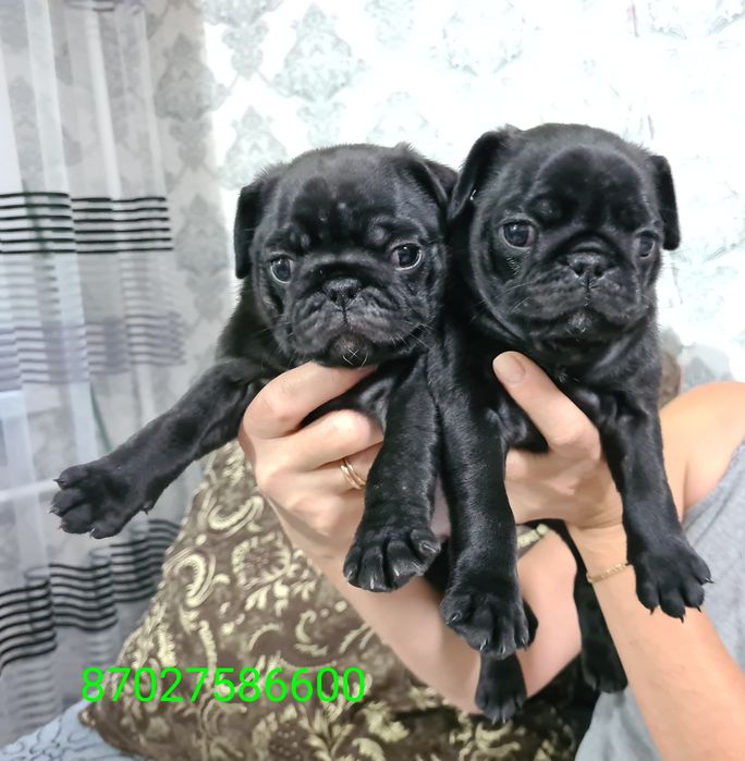 Продам щенков мопса.