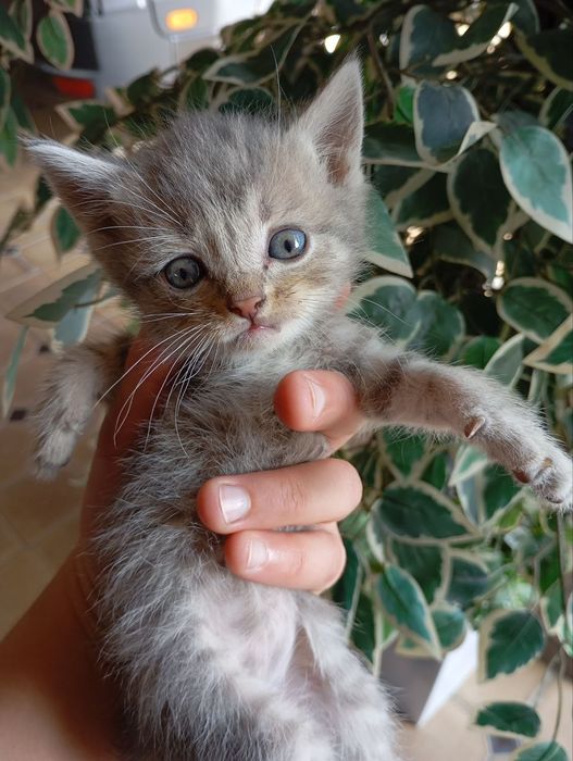 Tozza zotli Mushuklar