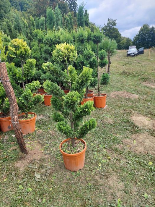 Plante ornamentale pon pon Ylex buxus glob pe tija leilandi brazi argi