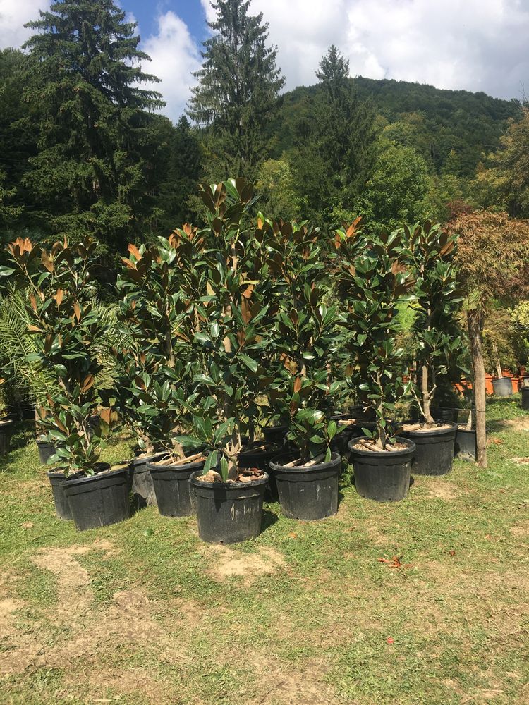 Magnolie Grandiflora / catalpa/ palmieri / pon pon
