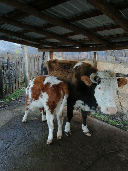 Vacă cu vițea de vînzare