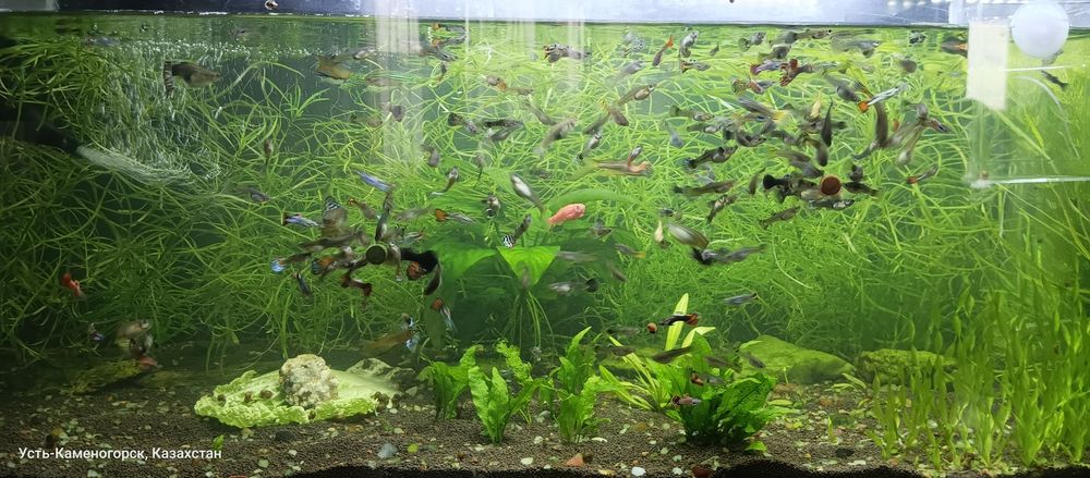 Продам рыбок гуппи