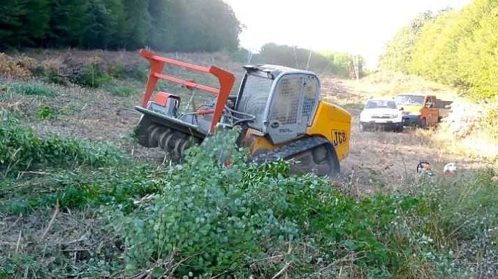 ARBORIST.RO - CLUJ NAPOCA - Toaletare arbori, Taiat arbori copaci pomi