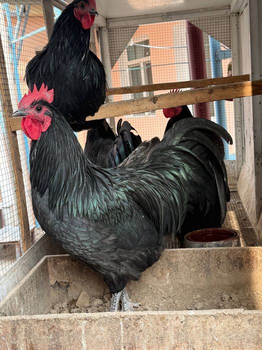 Avstrolop zotli xo’rozlar sotiladi