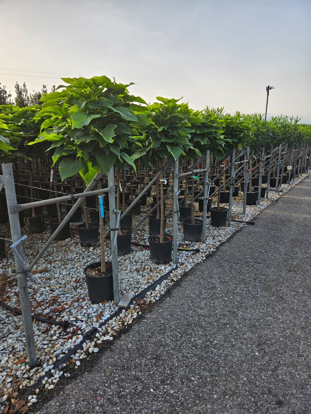 Catalpa de mai multe dimensiuni