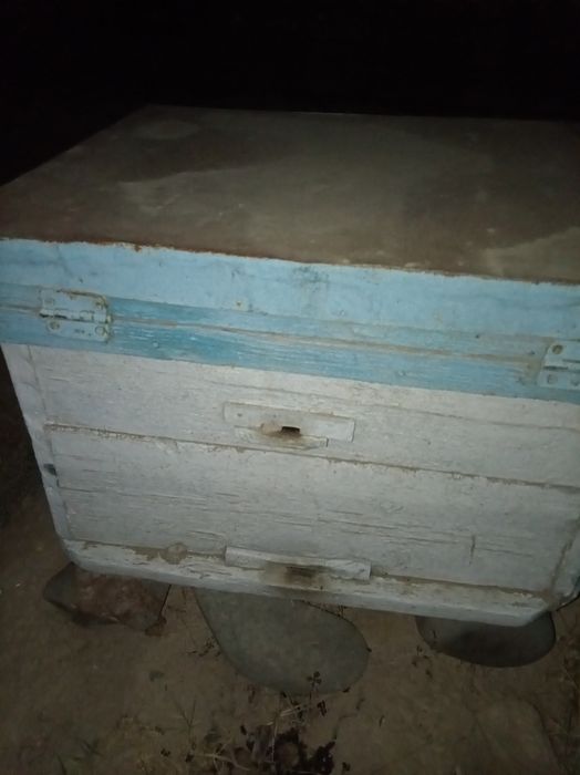 Asarlari oilasi 2024 семя sotiladi