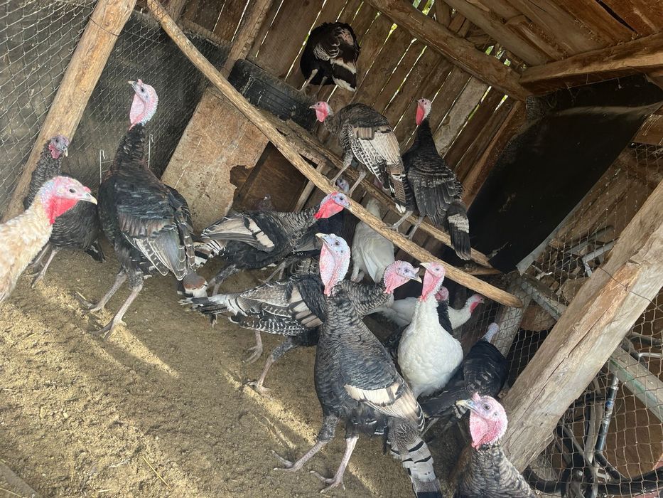 Vand curcani de casa crescuti bio