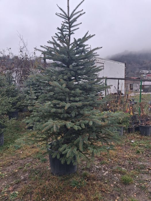 Brazii verzi si argintii