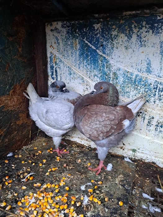 Vând porumbei kingi