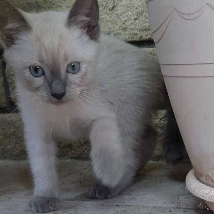 Продам котят серый белы