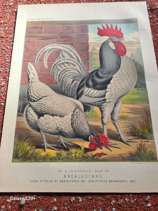 Cromo  litografiile