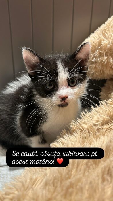 Pisoi pentru adoptie , 2 motanei si o pisicuta