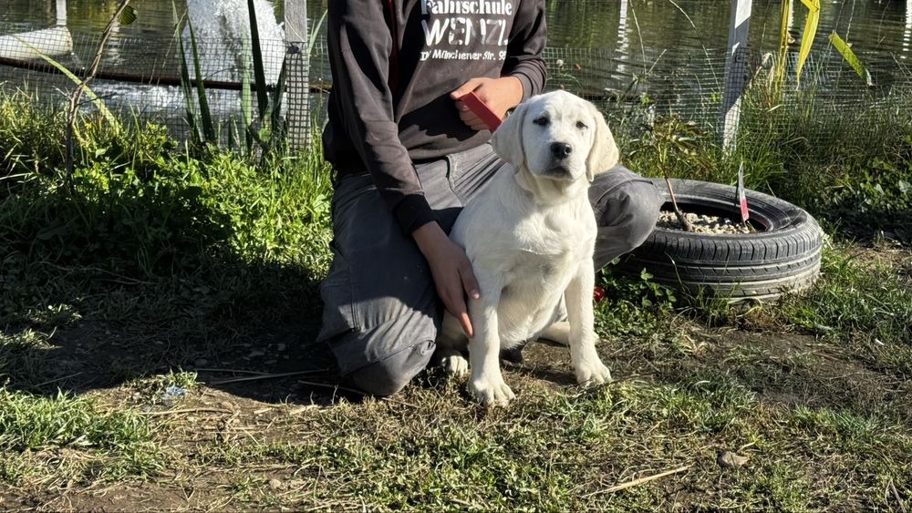 Pui Labrador Retriever