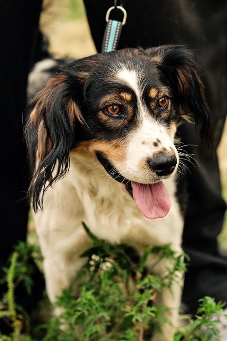 Собачка ищет любящий дом