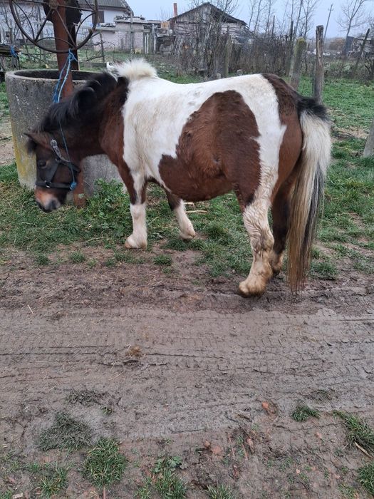 Vând poneita  gestanta