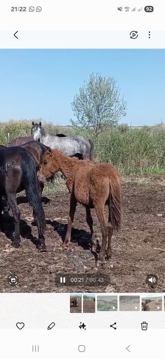 Жорға Айғыр сатылады