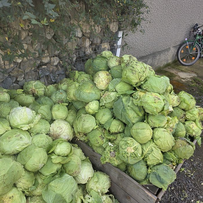 Varza pentru animale