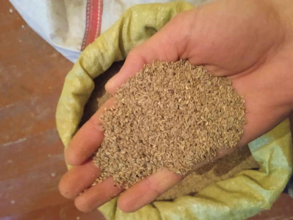 Petrushka urug bor ishonarli garantiyali pachkani bolasi