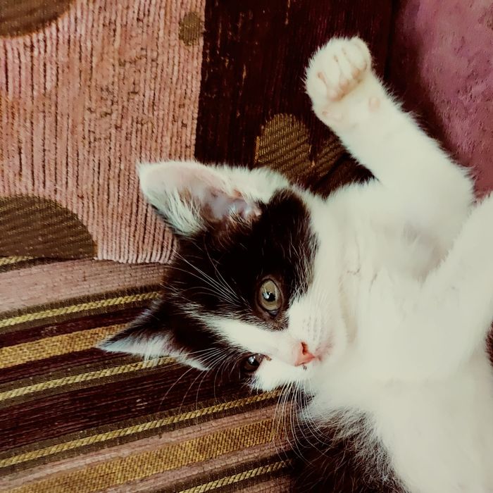 Отдам котёнка в добрые руки!