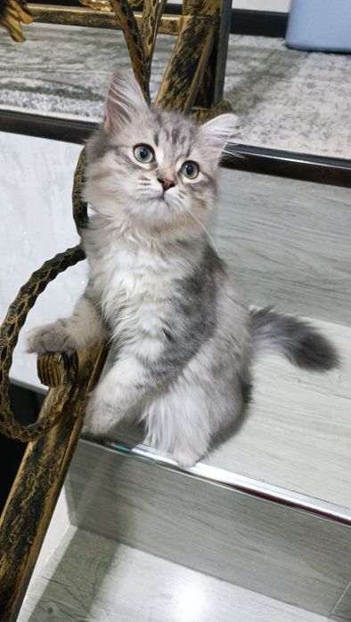 Мушукча сотилади