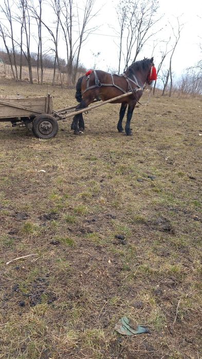 Vând armăsar de ham sau  la abator 6..500 lei