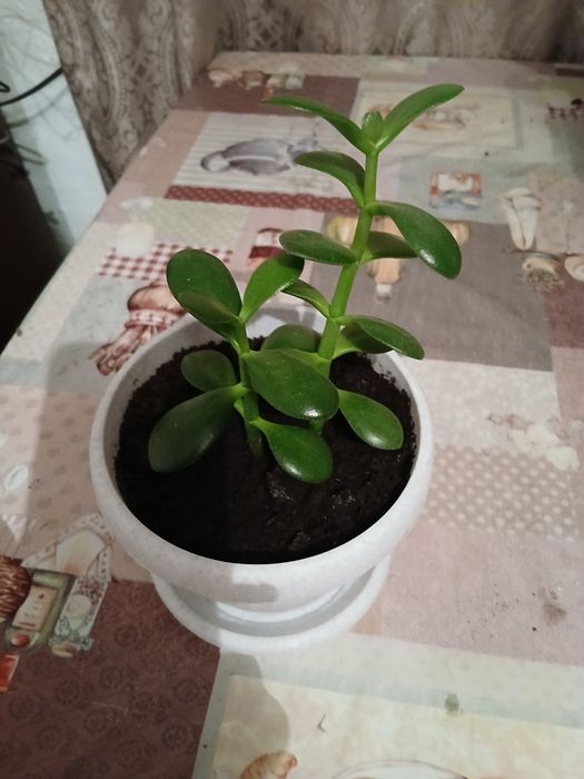 Продам цветы комнатные