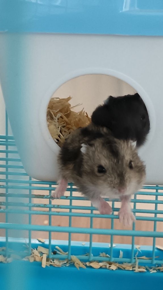 Donez hamsteri negri și gri
