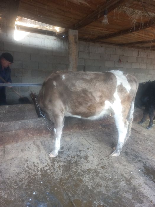 Семіз құнажын сатылады