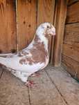 Porumbei americani