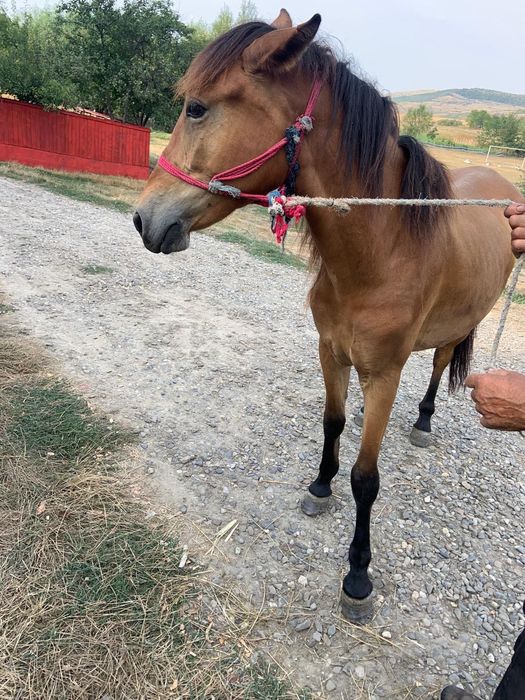 Vând mânză de doi ani învățată la ham