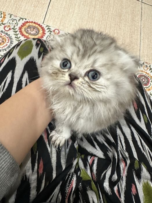 Продается котёнок 1,5 месяц