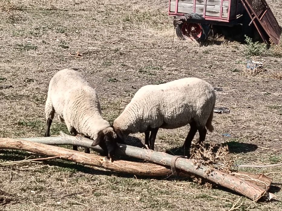 2 oi suffolk noatină și mioară