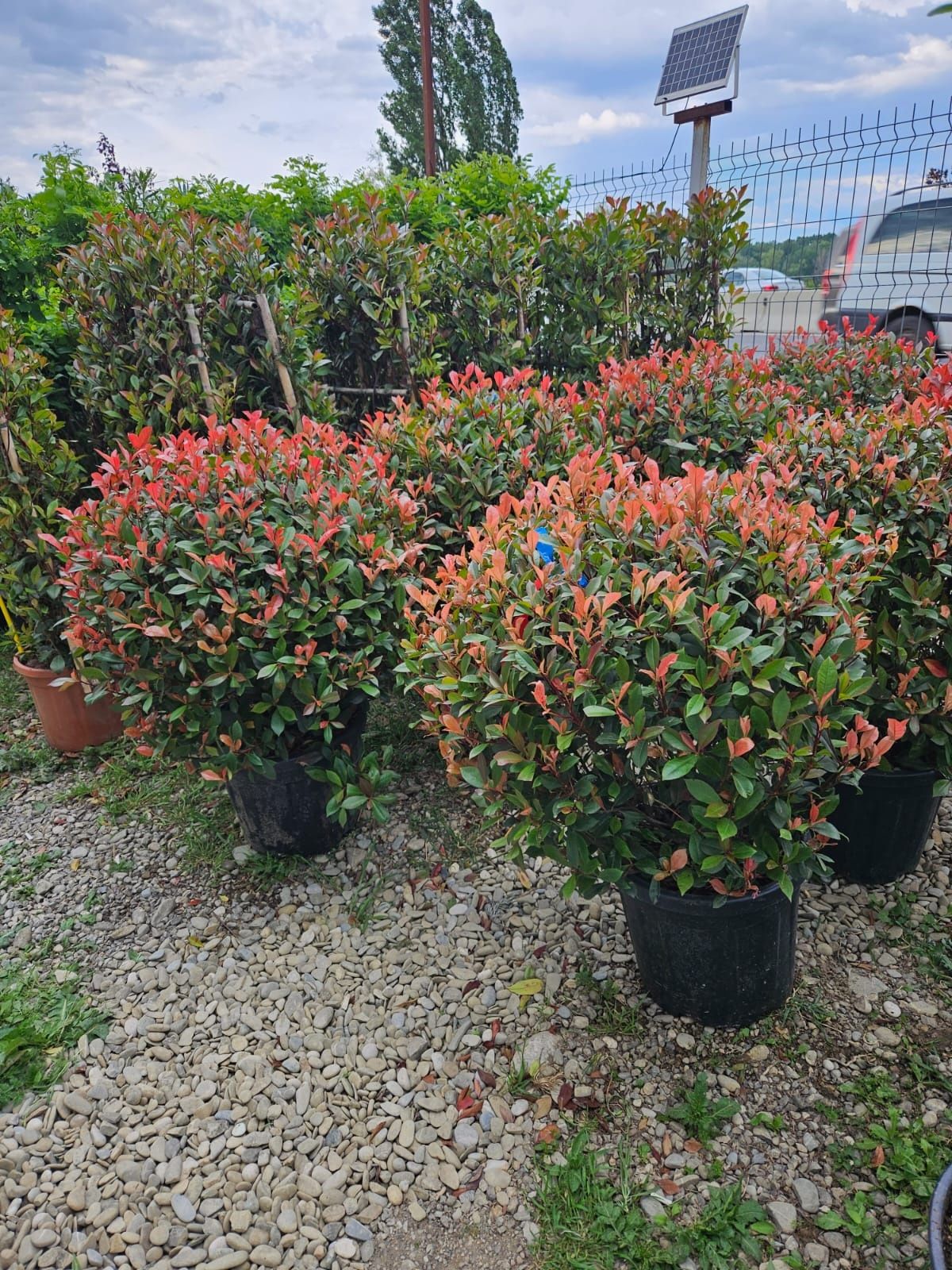 Photinia Red Robin glob