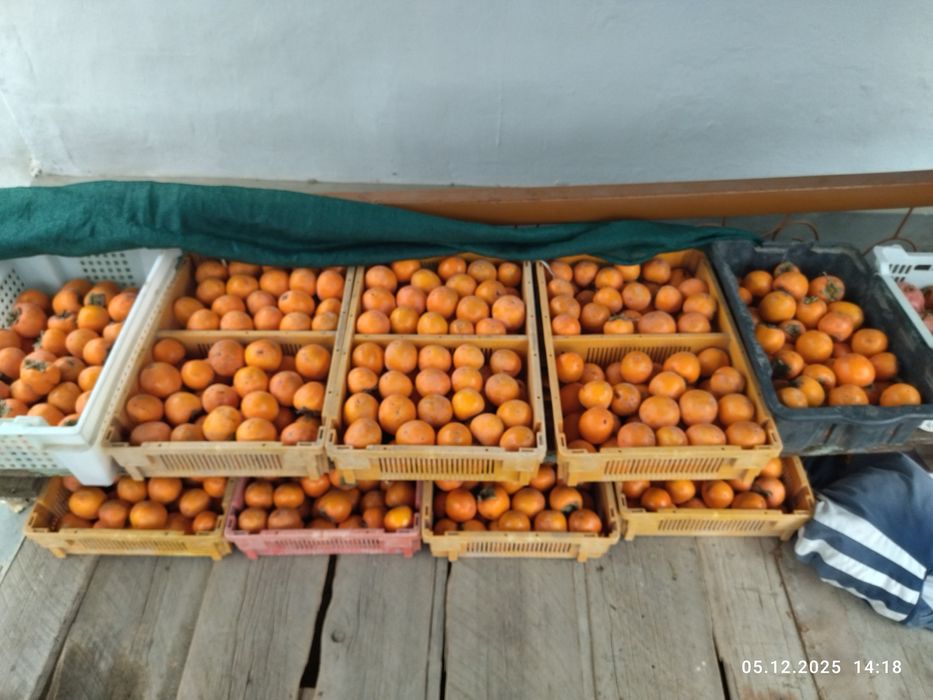 Продаю хурму свой огород.