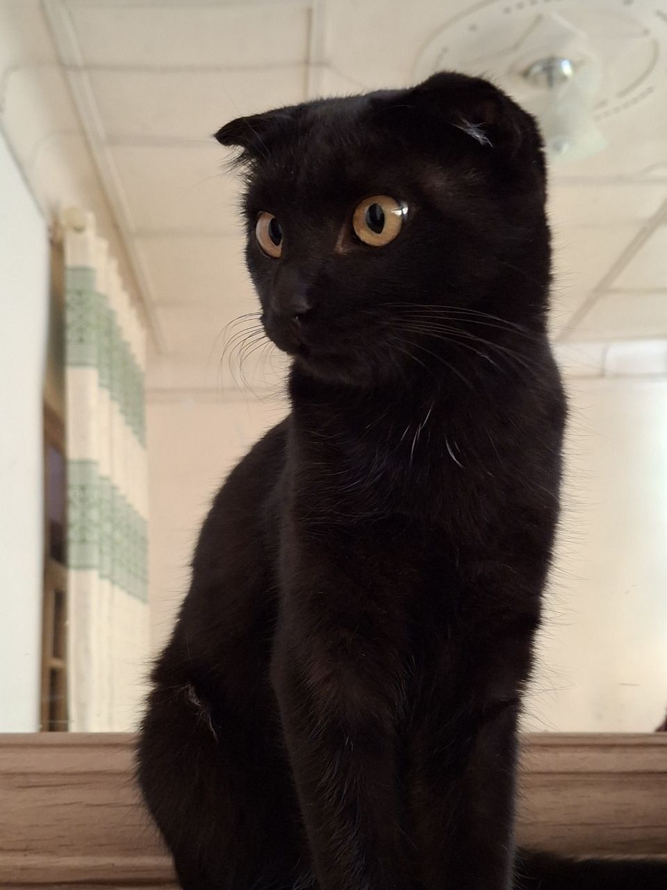Кошка , Шотланд вислоухо