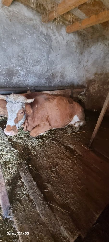 Vaca baltata românească