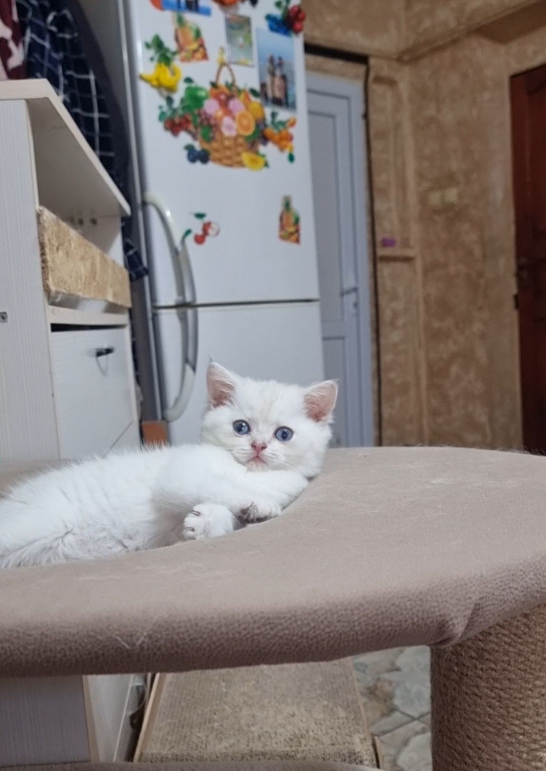 Продаются котята