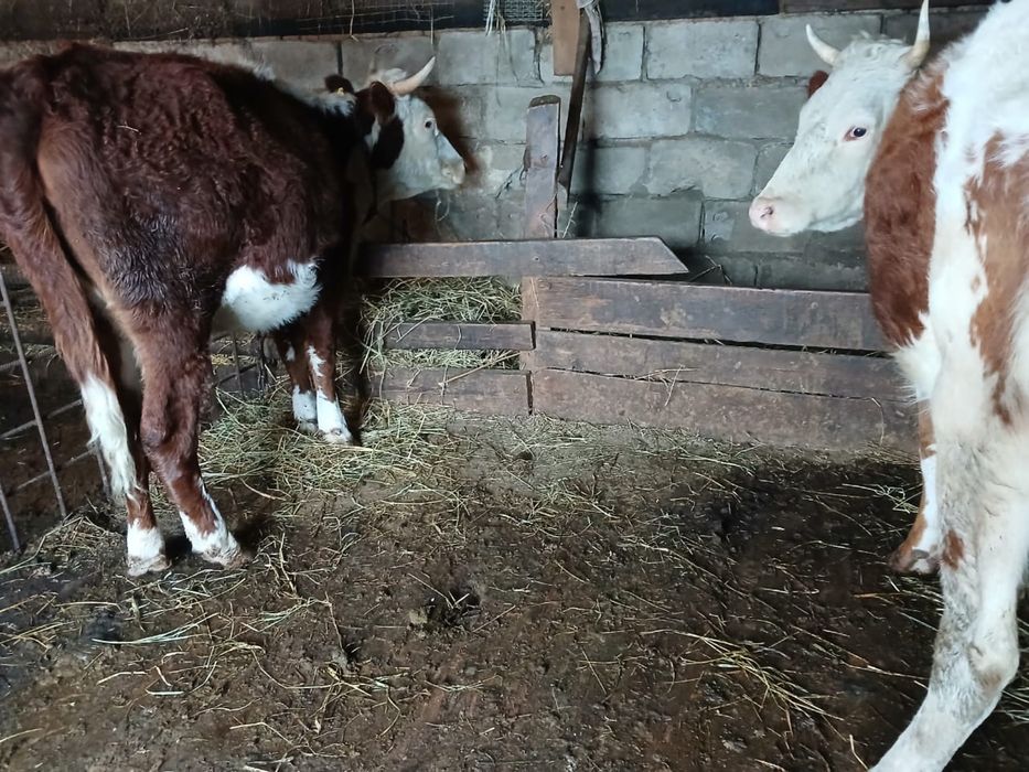 Продам коров 4 головы