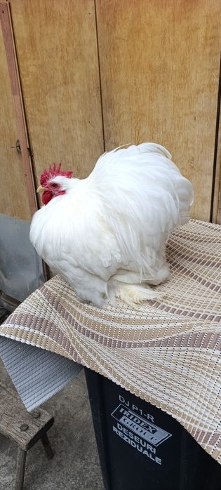 Cocos cochinchina pitic alb 2025