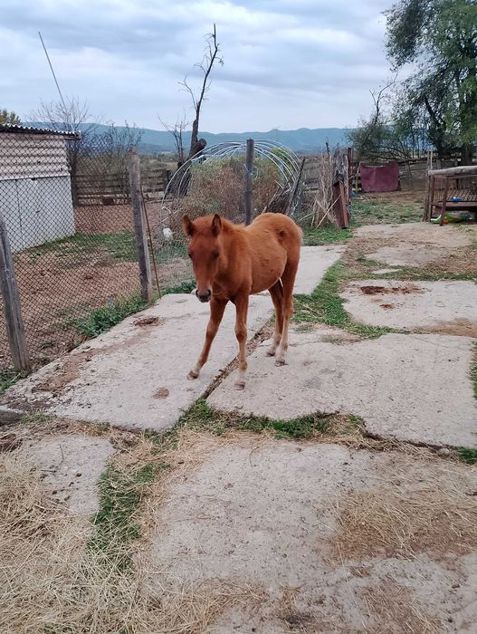 Мъжко конче на 5 месеца