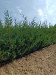 Leylandii Pro Gardena, Gard viu și Chiparos Leylandii