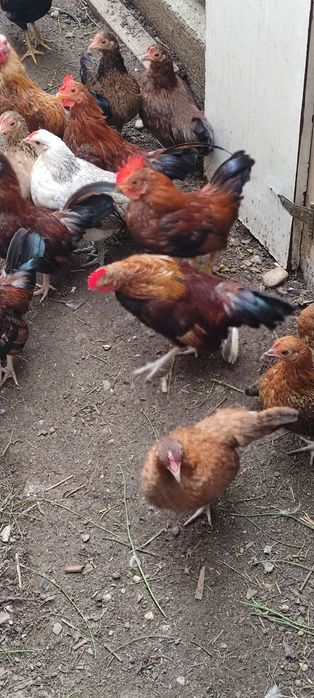 Găini americane pitici