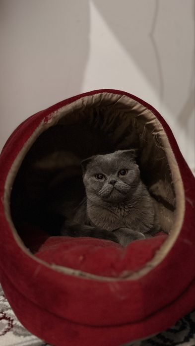 Mushuk sotiladi britaniski skotishfold ayol