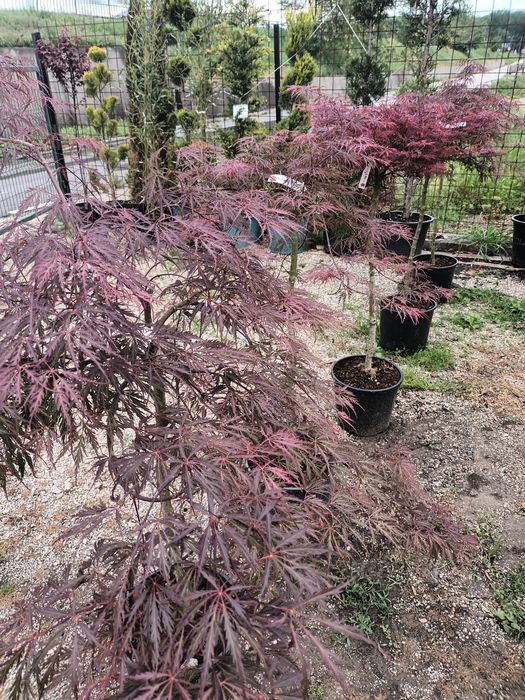Artar rosu japonez/ acer palmatum/ plante ornamentale