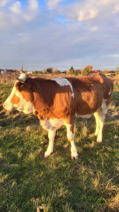 Vaca gestanta 5 luni